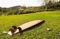 Long Board