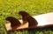 Long Board