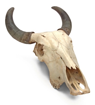 STEER SKULL WITH REAL HORN