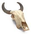 STEER SKULL WITH REAL HORN