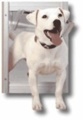 Classic Pet Door - Large Satin