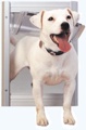 Classic Pet Door - X-Large Satin
