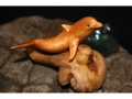 DOLPHIN SCULPTURE ON DRIFT WOOD BASE HAWAII DOLPHIN