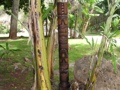 DOUBLE HEADED TIKI TOTEM 6 FT ANTIQUE FINISH HAWAIIAN TIKI GOD