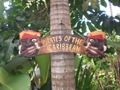 Pirates Of The Caribbean Pirate Sign 24 Pirate Decor