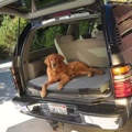 Dolce Vita Heated Cargo Bed