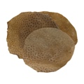 Fish Skins