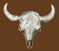 Buffalo Skull Belt Buckle 3-3/8 x 2-7/8
