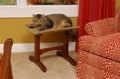 Cat Supplies