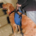 Large Lift-N-Aid Mobility Harness