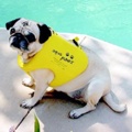 Aqua Paws Dog Life Jacket XXXL 31-35 In