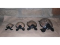 Set Of 4 Wooden Turtles Designer Turtle W Eggshells