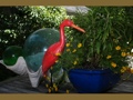 Egret Bird Rustic Red Coastal 14 Garden Home Decor