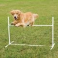 Petsafe Agility Bar Jump