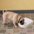 5 Meal Feeder