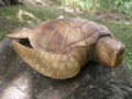CARVED HAWAIIAN TURTLE HONU 20 IN TROPICAL decor
