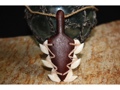LEI O MANO W SHARK TEETH PENDANT HAWAIIAN JEWELRY