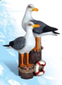 Pierposts & Birds