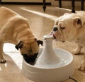 Drinkwell 360 Degree Free Falling Pet Fountain